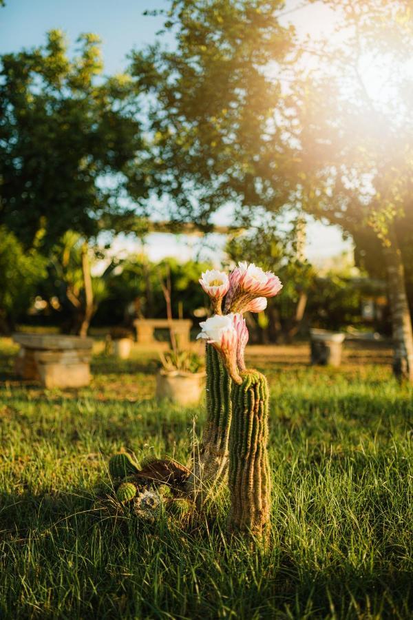 Masseria Agriturismo Il Sorriso Degli Ulivi - Dimora Di Charme Галлиполи Экстерьер фото